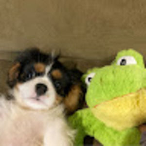 Meet your Posher, Lucy